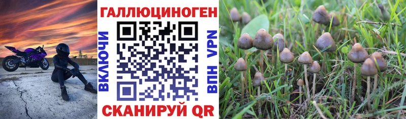 дарк нет официальный сайт  Артёмовский  Псилоцибиновые грибы Cubensis 